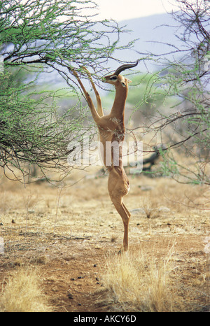 Gerenuk maschio navigando su una boccola di gomma arabica in piedi sulle zampe posteriori Foto Stock