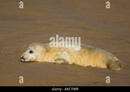 Giovani Atlantico guarnizione grigio pup ferito giacente sulla spiaggia dopo essere stato attaccato da femmina adulta Foto Stock