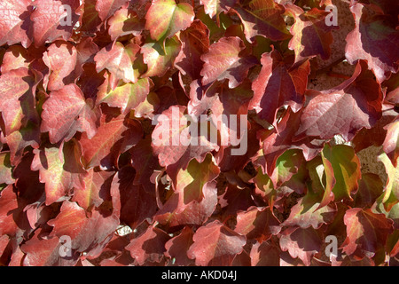 Boston Ivy con foglie rosse durante l'autunno. Immagine di sfondo. Foto Stock