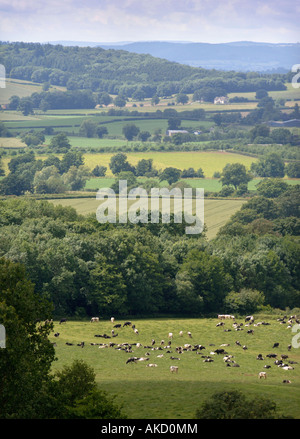 Un allevamento di bovini da latte di mucche IN TERRENI AGRICOLI NEI PRESSI DI LEDBURY HEREFORDSHIRE UK Foto Stock