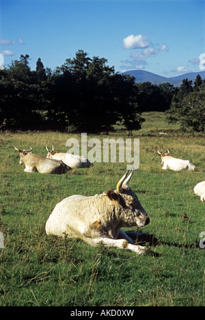 La famosa mandria di bovini bianchi a Chillingham Castle in Northumberland Foto Stock