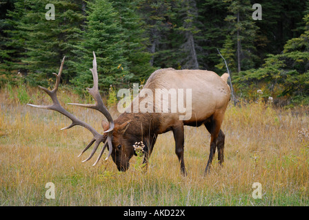 Coppia bull elk con grandi corna di cervo in autunno nel Parco Nazionale di Banff Foto Stock