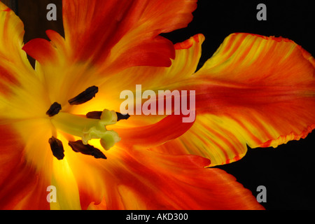 Parrot tulip con fiamma come petali di colore rosso e giallo Foto Stock