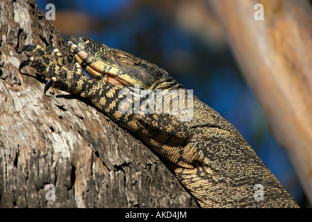 Un grande monitor pizzo goanna lucertola stabilisce in un albero con gli occhi chiusi Foto Stock