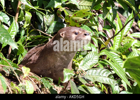 Lontra di fiume picchi la testa fuori della vegetazione al Parco Nazionale di Tortuguero nel nord-est della Costa Rica. Foto Stock