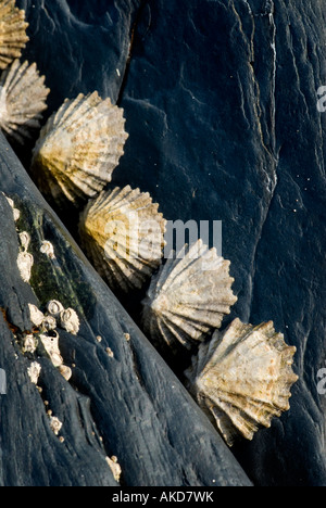 Comuni aderenti le patelle sulle rocce, costa gallese. Foto Stock