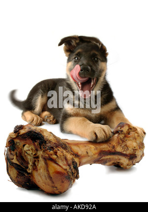 Ogni sogno di cani Foto Stock