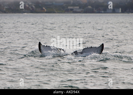 Coda di fluke Humpback Whale attorno ad abbassarsi al di sotto del mare al largo della costa Nuuk capitale della Groenlandia su un livello di grigio nebbioso giorno Foto Stock