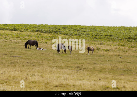 Il pony di Dartmoor mareggia con i loro puledri nel Dartmoor National Park. Devon Regno Unito Foto Stock