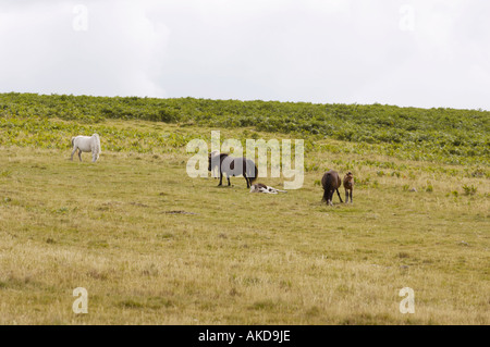 Il pony di Dartmoor mareggia con i loro puledri nel Dartmoor National Park. Devon Regno Unito Foto Stock