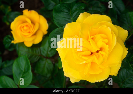 Rose Rosa Top Dania Aberdeenshire Grampian Scotland Regno Unito Foto Stock