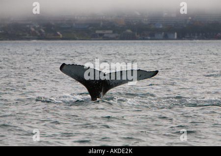 Coda di fluke Humpback Whale attorno ad abbassarsi al di sotto del mare al largo della costa Nuuk capitale della Groenlandia su un livello di grigio nebbioso giorno Foto Stock