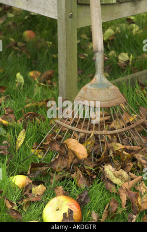 Sedia da giardino con foglie cadute, prato rastrello e manna mele sotto agli alberi Inghilterra Ottobre Foto Stock