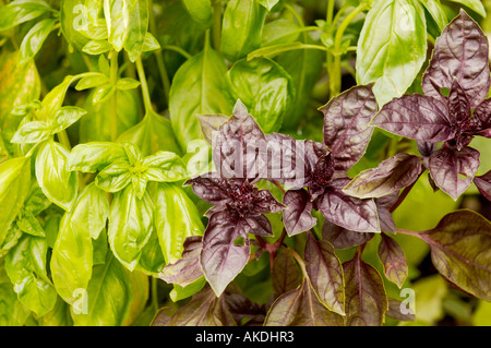 Pianta di basilico verde e viola che cresce in un giardino del Regno Unito Foto Stock
