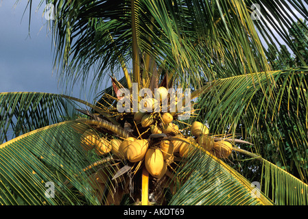 Coconut Palm tree con Giallo maturo frutta noci di cocco Foto Stock