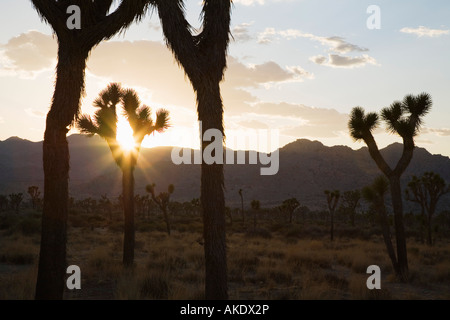 Silouette di alberi di Joshua nel deserto al tramonto Foto Stock