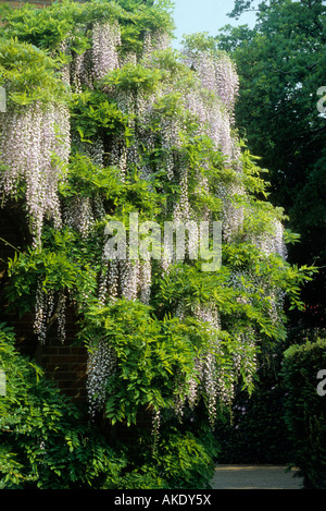 Il Glicine floribunda crescente sul lato della casa Foto Stock