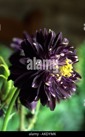 La nonna s cofano aquilegia alpina Aquilegia vulgaris Black Barlow Foto Stock