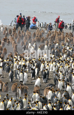 Crociera antartico i passeggeri possono usufruire di visualizzazione re pinguini alla baia di St Andrews ,Georgia del Sud il Rookery più grande al mondo Foto Stock