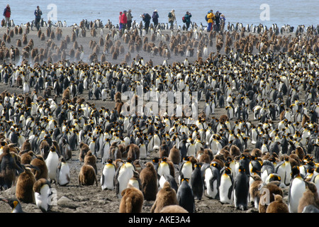 Crociera antartico i passeggeri possono usufruire di visualizzazione re pinguini alla baia di St Andrews ,Georgia del Sud il Rookery più grande al mondo Foto Stock