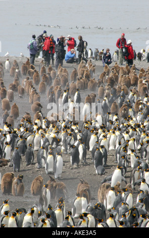 Crociera antartico i passeggeri possono usufruire di visualizzazione re pinguini alla baia di St Andrews ,Georgia del Sud il Rookery più grande al mondo Foto Stock