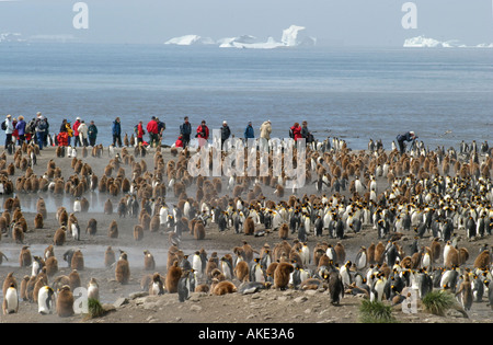 Crociera antartico i passeggeri possono usufruire di visualizzazione re pinguini alla baia di St Andrews ,Georgia del Sud il Rookery più grande al mondo Foto Stock