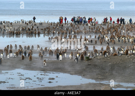 Crociera antartico i passeggeri possono usufruire di visualizzazione re pinguini alla baia di St Andrews ,Georgia del Sud il Rookery più grande al mondo Foto Stock