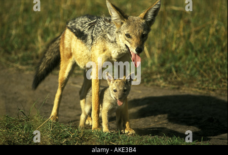 Femmina nera backed Jackal pup sono in appoggio su un pomeriggio caldo durante il viaggio dal loro vecchio den a uno nuovo Foto Stock
