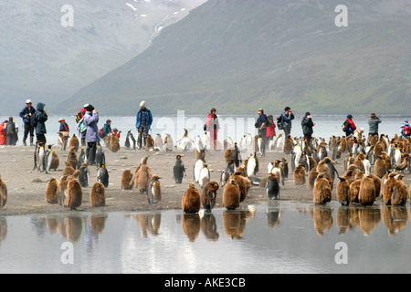 Crociera antartico i passeggeri possono usufruire di visualizzazione re pinguini alla baia di St Andrews ,Georgia del Sud il Rookery più grande al mondo Foto Stock