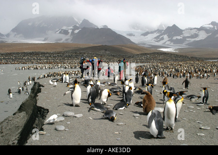 Crociera antartico i passeggeri possono usufruire di visualizzazione re pinguini alla baia di St Andrews ,Georgia del Sud il Rookery più grande al mondo Foto Stock