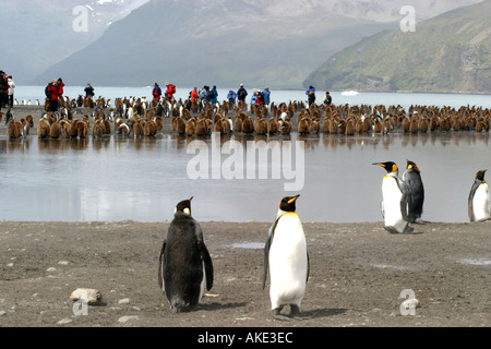 Crociera antartico i passeggeri possono usufruire di visualizzazione re pinguini alla baia di St Andrews ,Georgia del Sud il Rookery più grande al mondo Foto Stock