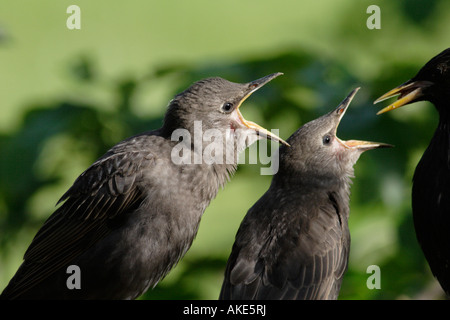 Starling Fledgelings essendo alimentato due starling fledgelings essendo alimentato da un genitore (Sturnus vulgaris) Foto Stock