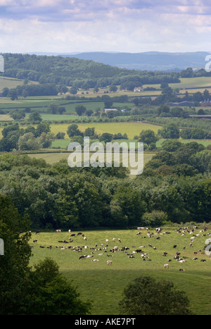 Un allevamento di bovini da latte di mucche IN TERRENI AGRICOLI NEI PRESSI DI LEDBURY HEREFORDSHIRE UK Foto Stock