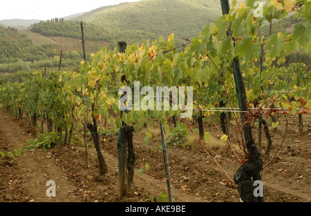 Close up di fogliame su filari di vigneti su un vigneto in Toscana Italia Foto Stock