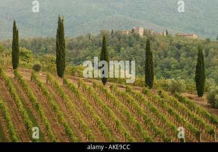 Cipressi lungo un vigneto in Toscana Italia Foto Stock