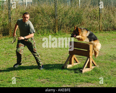 Esercito britannico gestore cane prendendo il suo cane alsaziano nel corso di un assalto corso come parte di una quotidiana routine di addestramento Foto Stock