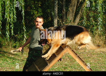 Esercito britannico gestore cane prendendo il suo cane alsaziano nel corso di un assalto corso come parte di una quotidiana routine di addestramento Foto Stock