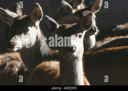 Cervi rossi cervus elaphus fa, lato illuminato in sole stellato su uno sfondo scuro. Llangadwaladr Powys Galles. Foto Stock