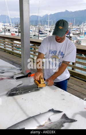 Pulizia del pesce charter di pesca pubblici Area Dock Boat Harbour Seward Alaska AK U S Stati Uniti Kenai Peninsula risurrezione Bay Foto Stock