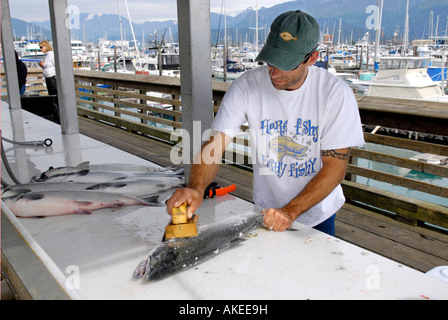 Pulizia del pesce charter di pesca pubblici Area Dock Boat Harbour Seward Alaska AK U S Stati Uniti Kenai Peninsula risurrezione Bay Foto Stock