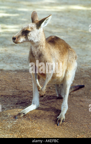 Kangaroo nel Parco Nazionale di Grampians victoria australia Foto Stock