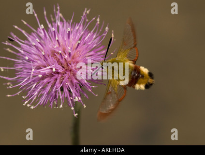 Ampia delimitata bee hawkmoth alimentare a prato thistle Cirsium dissectum Foto Stock