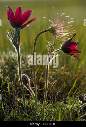 Un "Pasque flower (Pulsatilla vulgaris rubra) in fiore e frutto. Foto Stock