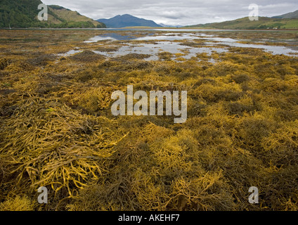 Parrucca wrack, una rara forma di uovo wrack. Ampia letti in mare riparata loch, Loch Duich. A nord-ovest della Scozia Foto Stock