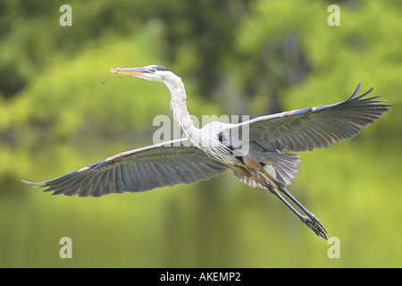 Adulto grande airone cenerino in volo di ritorno al sito di nido Foto Stock