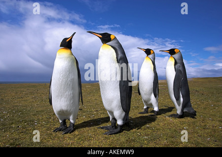 Adulto Re dei pinguini di coppie di corteggiamento Foto Stock