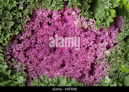 Cavoli a foglia viola sfondo vegetale della vista di dettaglio Foto Stock