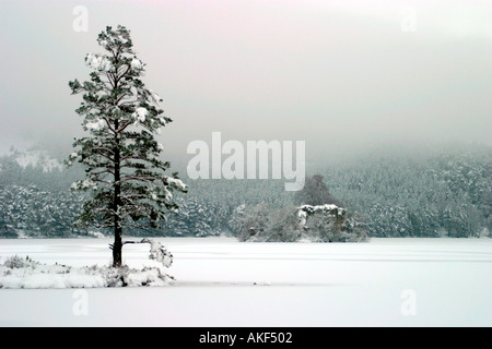 Snowscene con loch e foresta Foto Stock