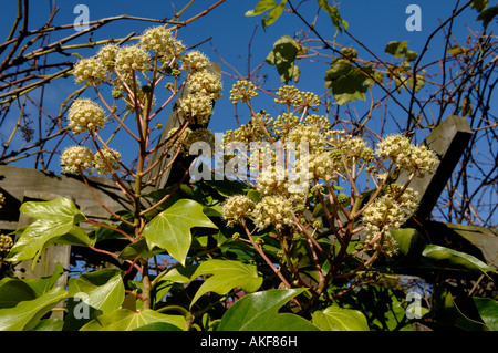 Fatshedera lizei un edera rampicante come pianta fioritura Foto Stock