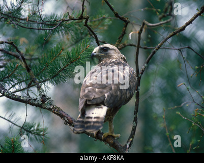 Zampe ruvida Poiana Buteo lagopus Close up appollaiato sul ramo S Foto Stock